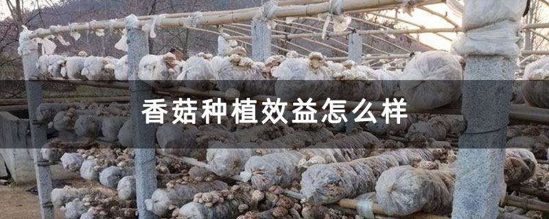 香菇种植效益怎么样 香菇种植效益怎么样