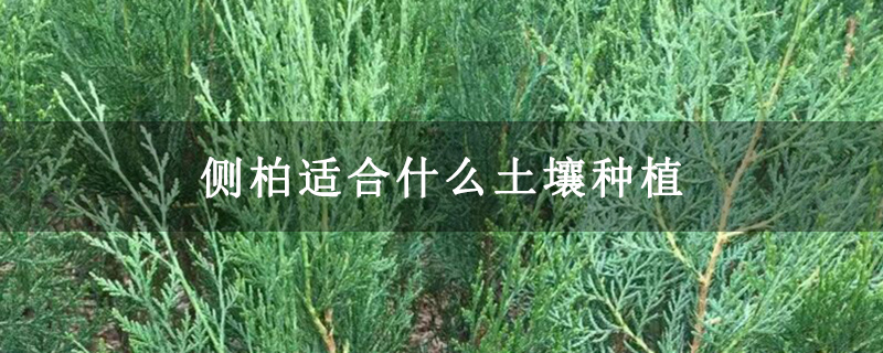 侧柏适合什么土壤种植