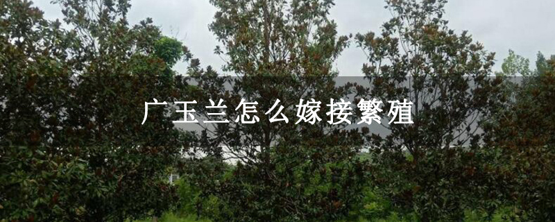 广玉兰怎么嫁接繁殖