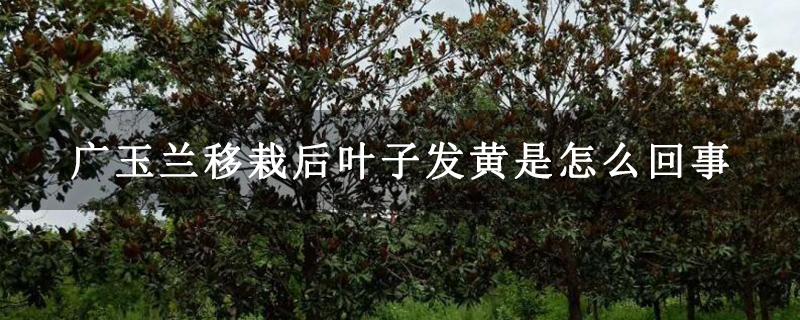 广玉兰移栽后叶子发黄是怎么回事