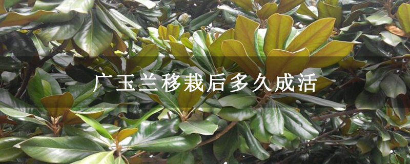 广玉兰移栽后多久成活