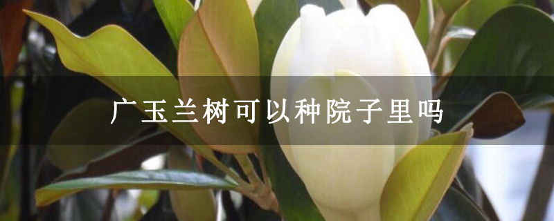 广玉兰树可以种院子里吗