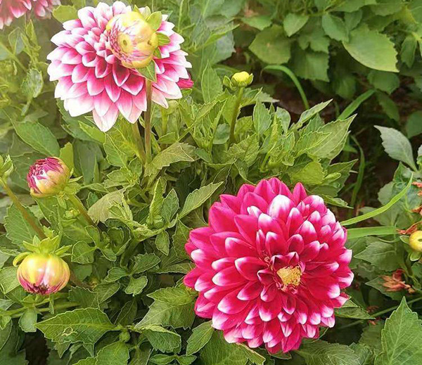 大丽花