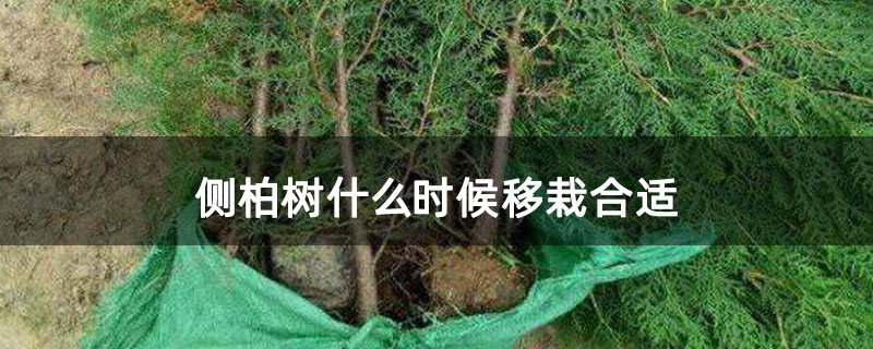 侧柏树什么时候移栽合适