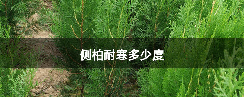 侧柏耐寒多少度