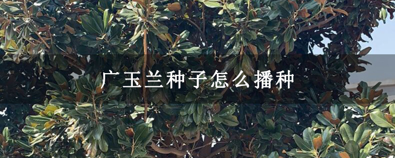 广玉兰种子怎么播种