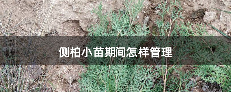 侧柏小苗期间怎样管理