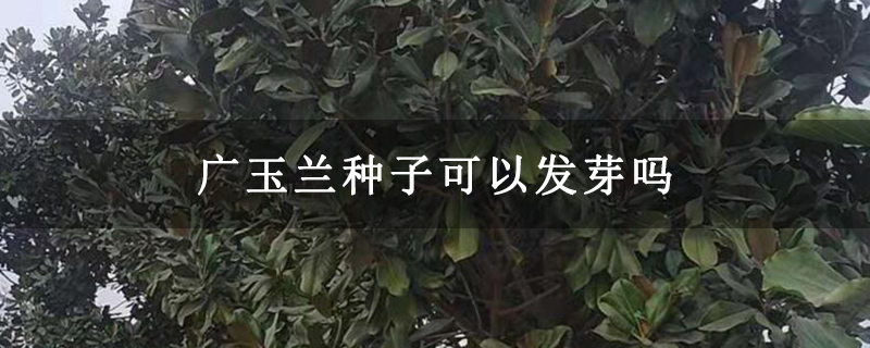 广玉兰种子可以发芽吗