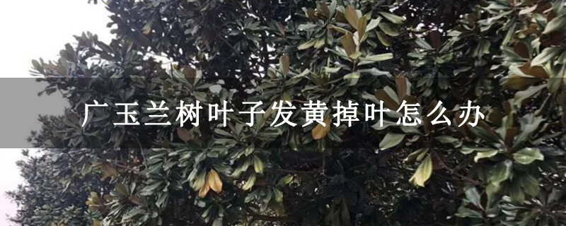 广玉兰树叶子发黄掉叶怎么办