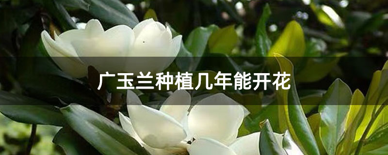 广玉兰种植几年能开花