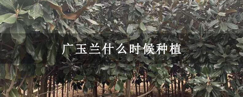 广玉兰什么时候种植
