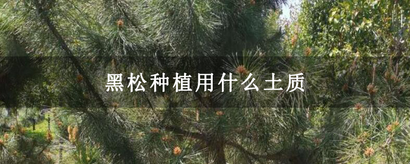 黑松种植用什么土质