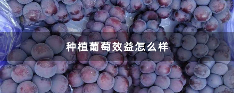 装箱的葡萄