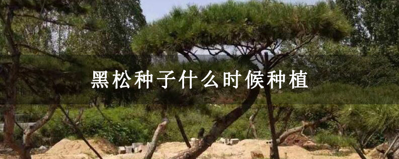 黑松种子什么时候种植
