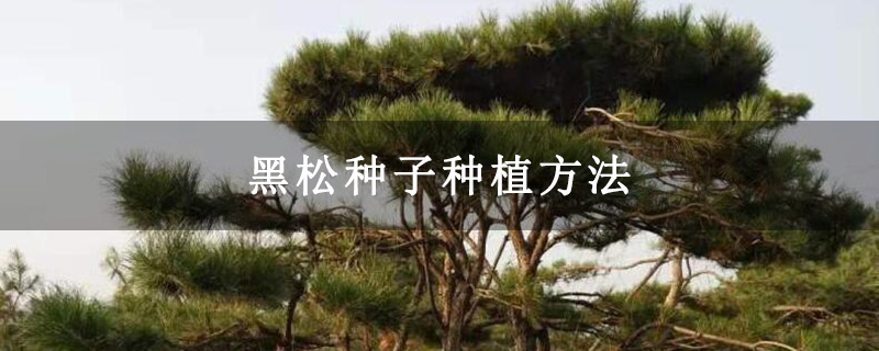 黑松种子种植方法