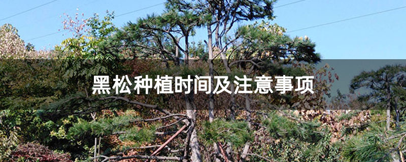 黑松种植时间及注意事项