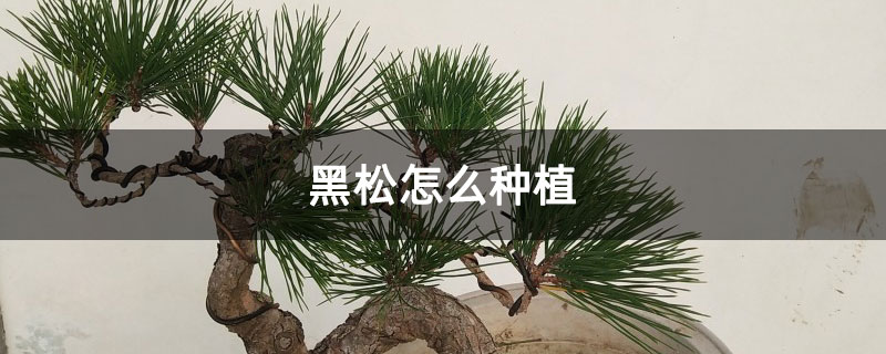 黑松怎么种植