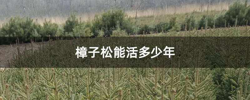 樟子松能活多少年 樟子松能活多少年