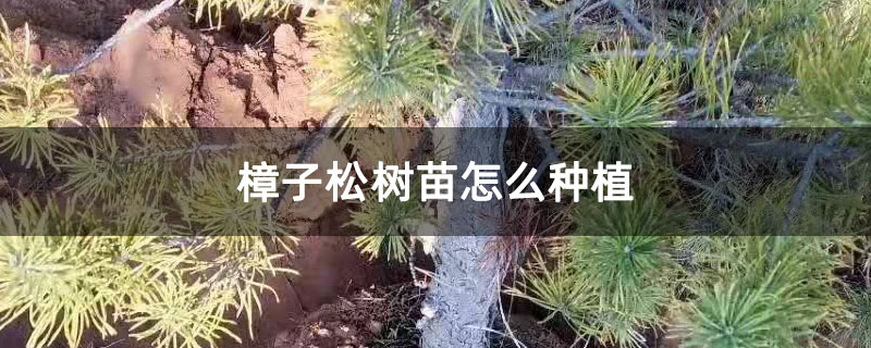 樟子松树苗怎么种植