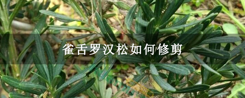 雀舌罗汉松如何修剪
