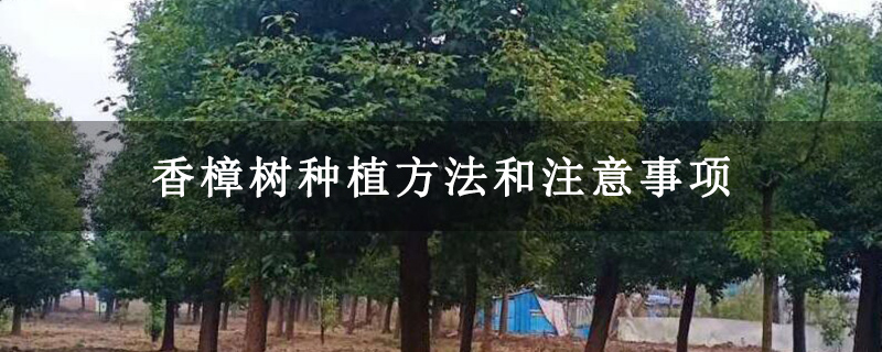 香樟树种植方法和注意事项