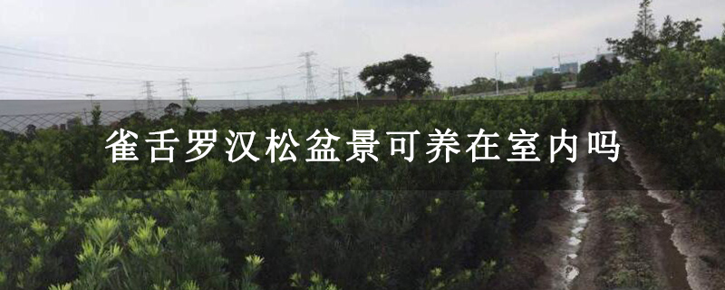 雀舌罗汉松盆景可养在室内吗