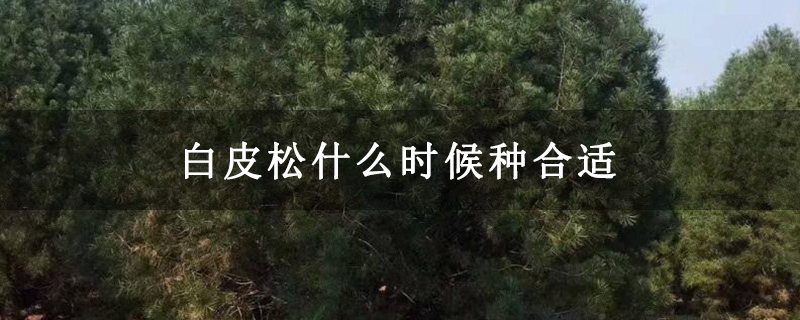 白皮松什么时候种合适