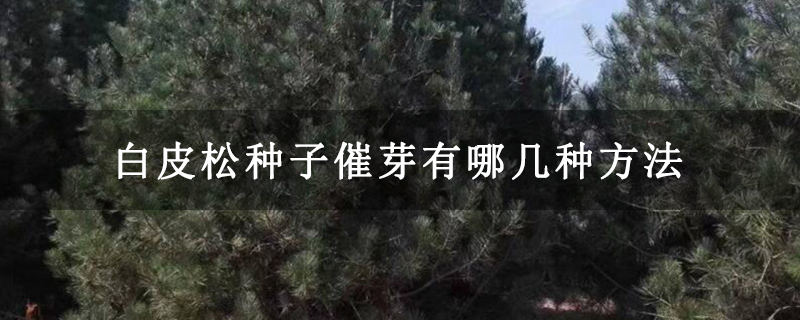 白皮松种子催芽有哪几种方法
