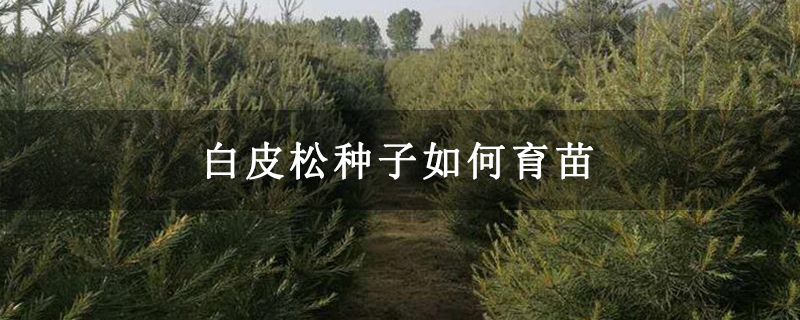 白皮松种子如何育苗