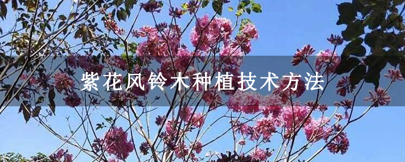 紫花风铃木种植技术方法
