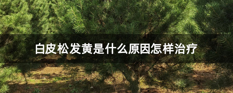 白皮松发黄是什么原因怎样治疗
