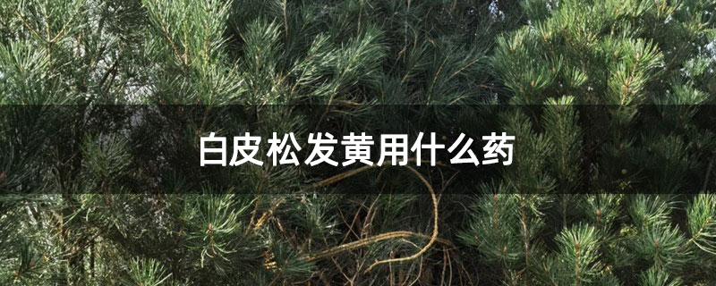 白皮松发黄用什么药