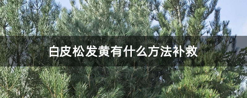 白皮松发黄有什么方法补救