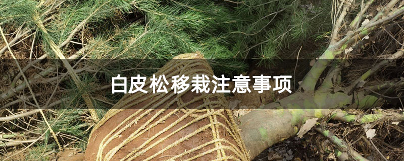 白皮松移栽注意事项