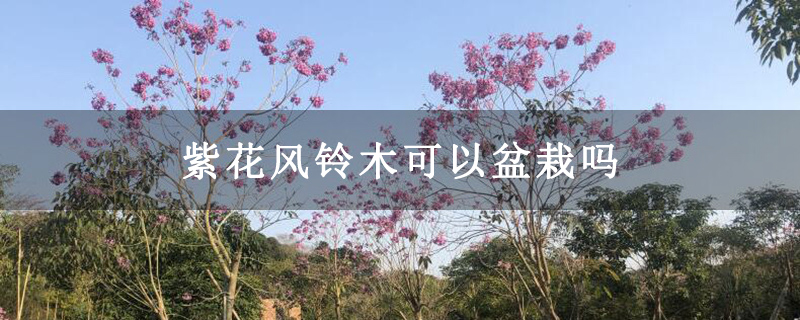 紫花风铃木可以盆栽吗