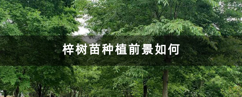 梓树苗种植前景如何