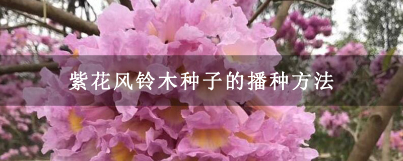 紫花风铃木种子的播种方法