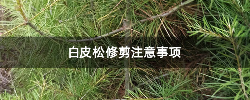 白皮松修剪注意事项