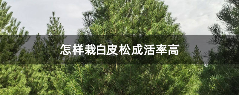 怎样栽白皮松成活率高