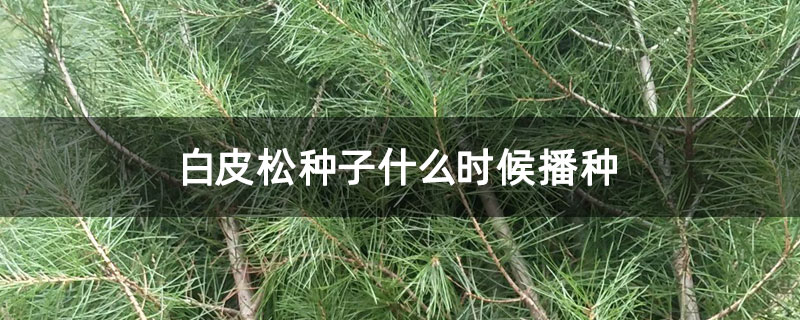 白皮松种子什么时候播种