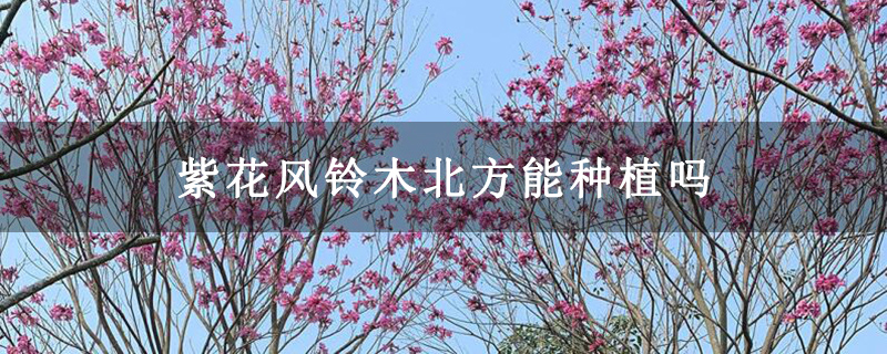 紫花风铃木北方能种植吗