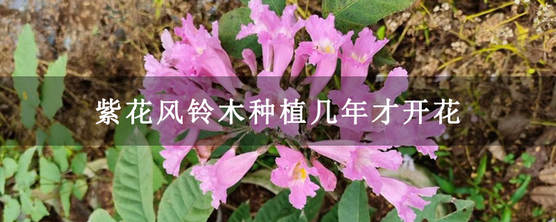 紫花风铃木种植几年才开花