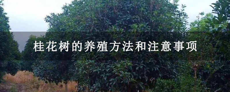 桂花树的养殖方法和注意事项
