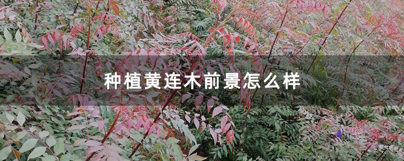 种植黄连木前景怎么样