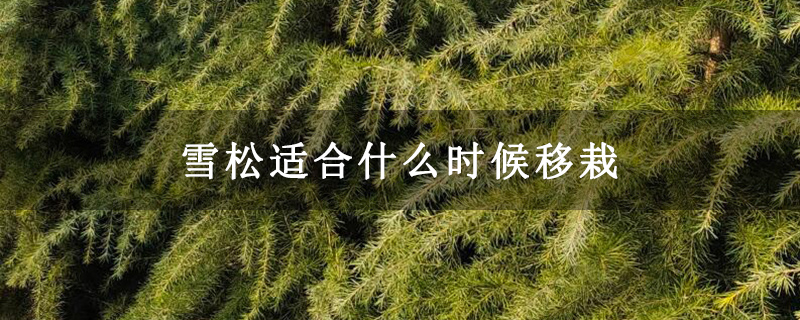雪松适合什么时候移栽