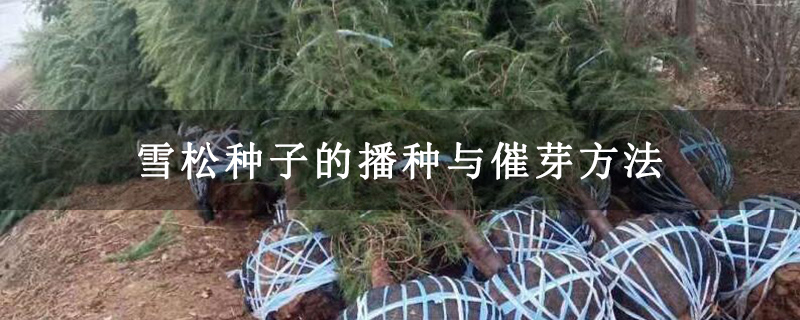 雪松种子的播种与催芽方法