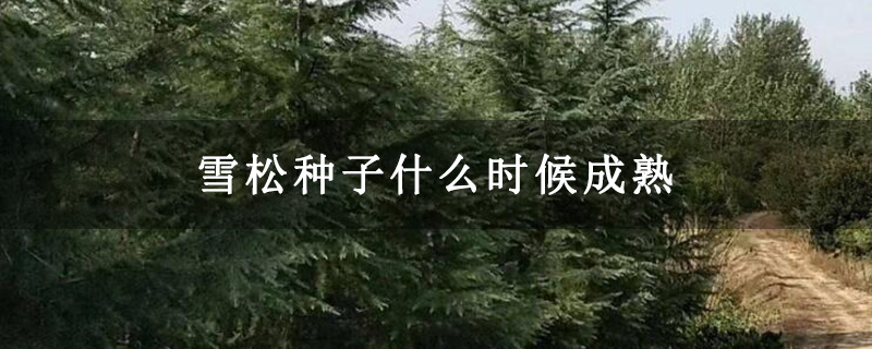 雪松种子什么时候成熟