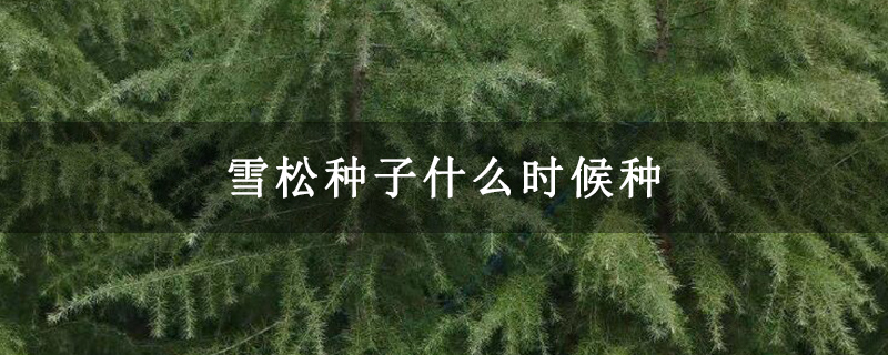 雪松种子什么时候种
