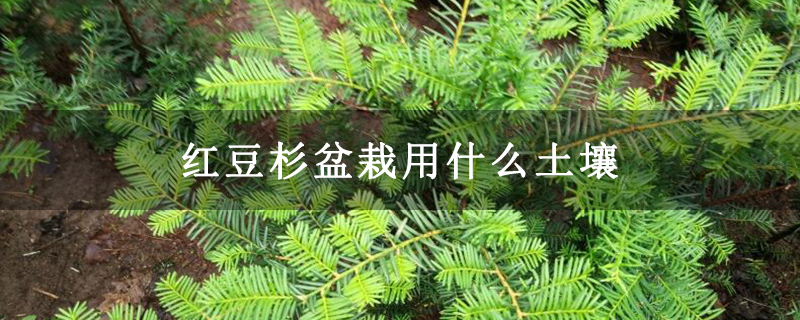 红豆杉盆栽用什么土壤