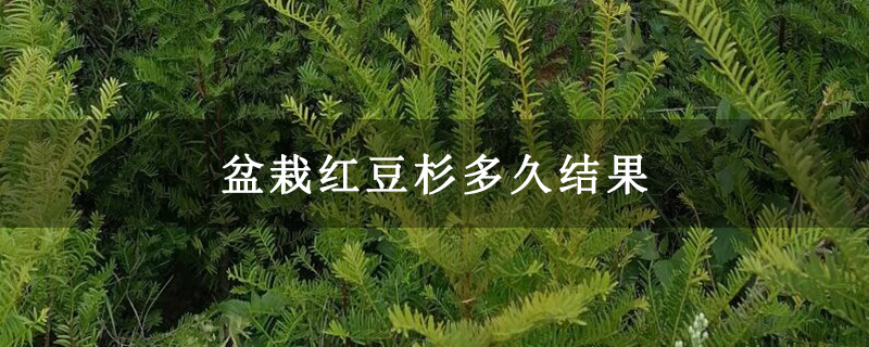 盆栽红豆杉多久结果